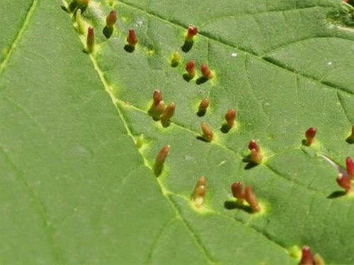 Réf. 283 669 : Aceria macrorhyncha